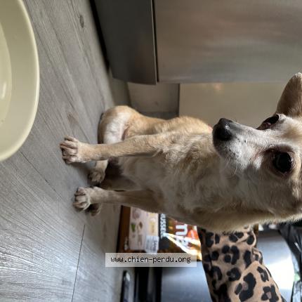 Photo de chien trouvé à Athis Mons