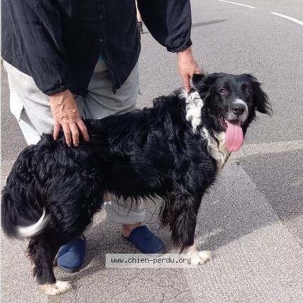 Photo 1/1 Chien retrouvé Trouvé à Saint martin la meanne
