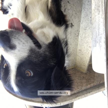 Photo 1/1 Chien retrouvé Perdu à Corbarieu
