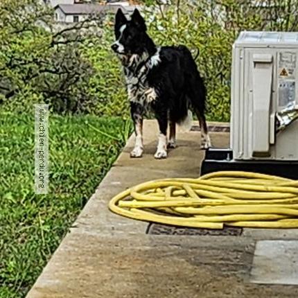 Photo 1/1 Chien retrouvé Trouvé à Vienne