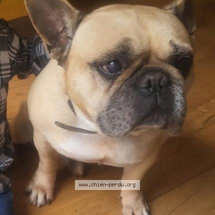 Photo de chien perdu à Toulouse