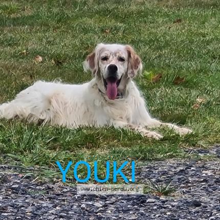 Photo 1/1 Chien retrouvé Perdu à Mielan