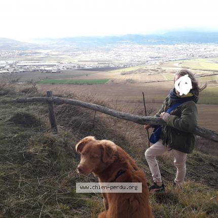 Photo 1/1 Chien retrouvé Perdu à Cournon d auvergne