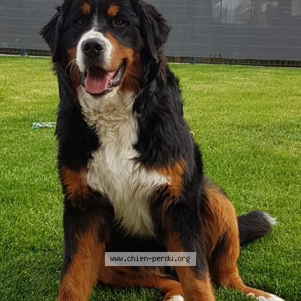 Photo 1/1 Chien retrouvé Perdu à Bas en basset