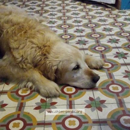 Photo 1/1 Chien retrouvé Trouvé à St jean de la neuville