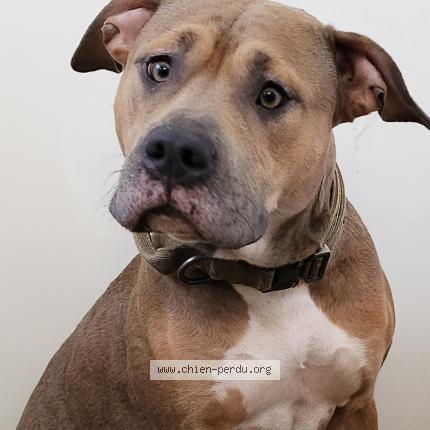 Photo de chien perdu à Longpont Sur Orge