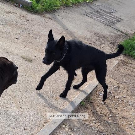 Photo de chien trouvé à Seichamps
