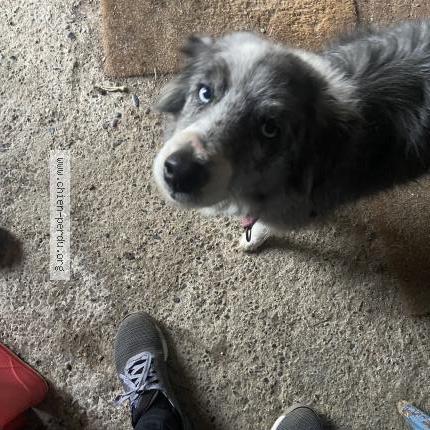 Photo de chien perdu à Casteras