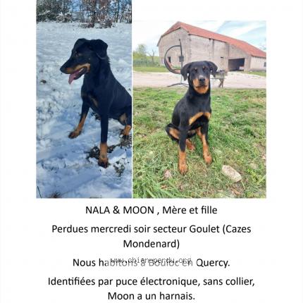 Photo de chien perdu à Cazes Mondenard