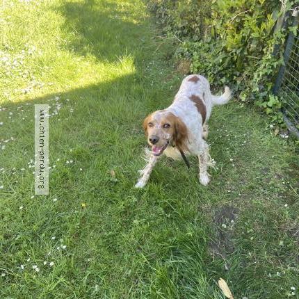 Photo de chien trouvé à Pau