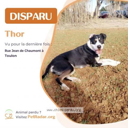 Photo de chien perdu à Toulon
