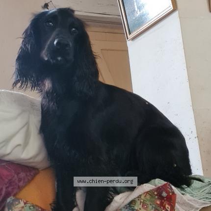 Photo 1/2 Chien retrouvé Perdu à Saint brice