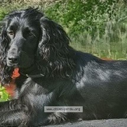 Photo 2/2 Chien retrouvé Perdu à Saint brice