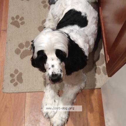 Photo de chien perdu à Chester