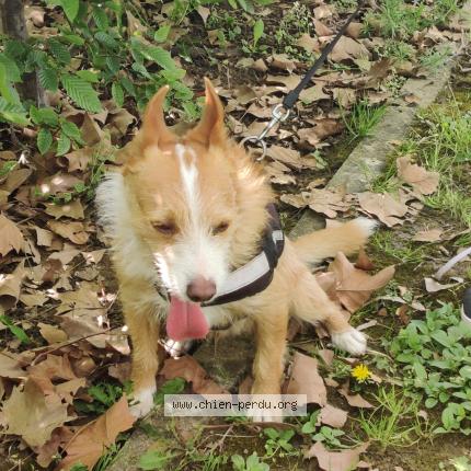Photo de chien trouvé à L Hay Les Roses
