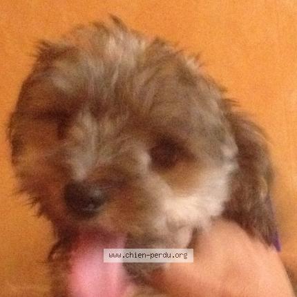 Photo 1/1 Chien retrouvé Perdu à Saint germain en laye