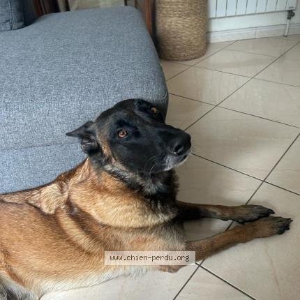 Photo de chien perdu à Roissy En Brie