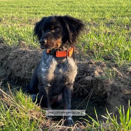 Photo 1/1 Chien retrouvé Perdu à Vernoil le fourrier