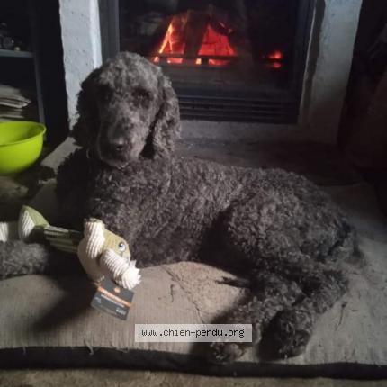 Photo 1/1 Chien retrouvé Perdu à Sabuscles malbosc