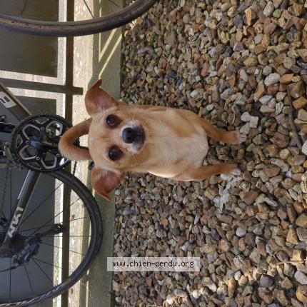 Photo de chien trouvé à Auvers Sur Oise