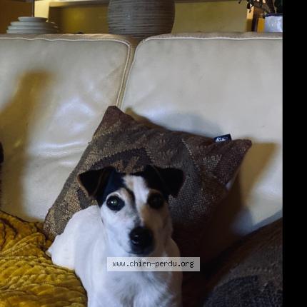 Photo 1/1 Chien retrouvé Perdu à Quimper