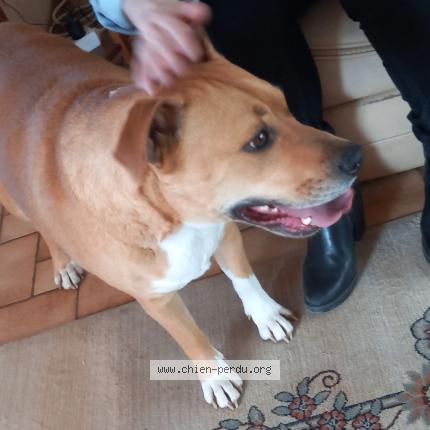 Photo 1/1 Chien retrouvé Trouvé à Peronnas