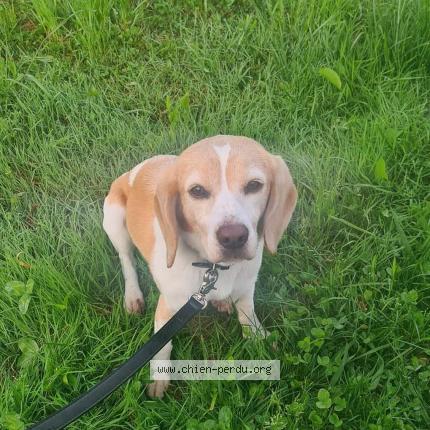 Photo de chien perdu à Porticcio