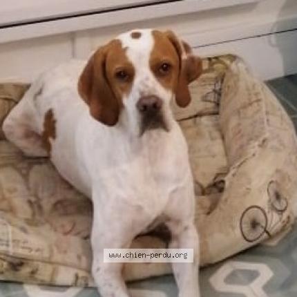 Photo 1/1 Chien retrouvé Perdu à Toulouse