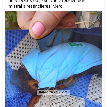 Photo 1/1 Chien retrouvé Perdu à 34160 restinclieres