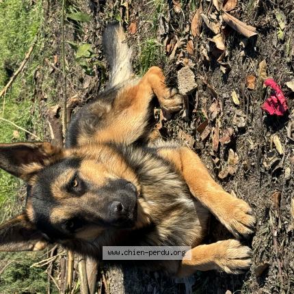 Photo de chien perdu à Chateaurenard