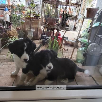 Photo de chien trouvé à Arradon