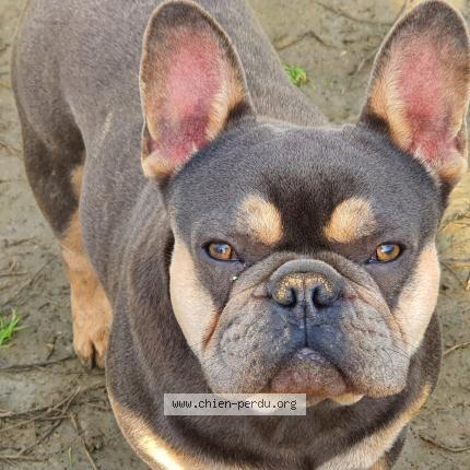 Photo de chien perdu à Epieds En Beauce