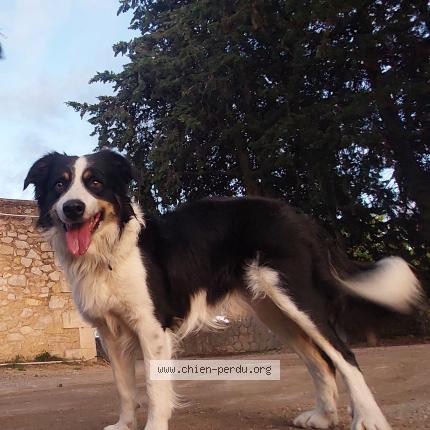 Photo 1/1 Chien retrouvé Perdu à Rognes