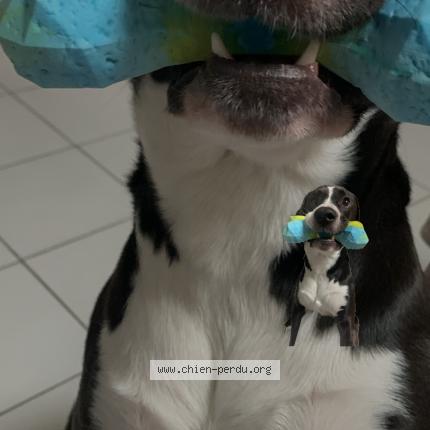 Photo 1/1 Chien retrouvé Perdu à Livry gargan
