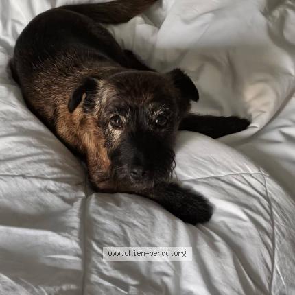 Photo 1/1 Chien retrouvé Perdu à Bretenoux