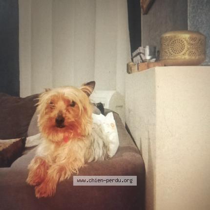 Photo de chien perdu à Montauban