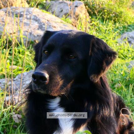 Photo de chien perdu à Laroque