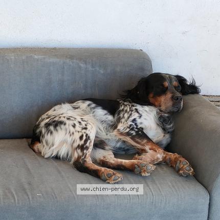 Photo de chien perdu à Mazan