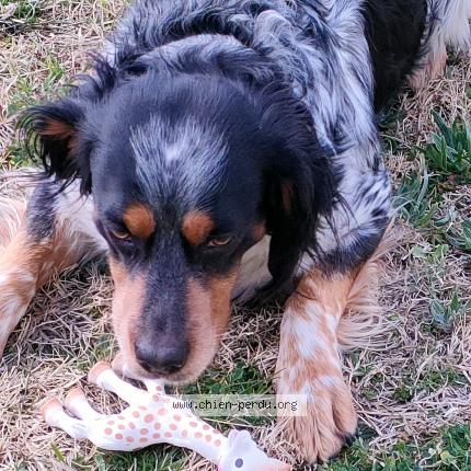 Photo 2/2 Chien retrouvé Perdu à Mazan