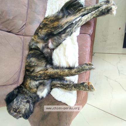 Photo de chien perdu à Gandelu