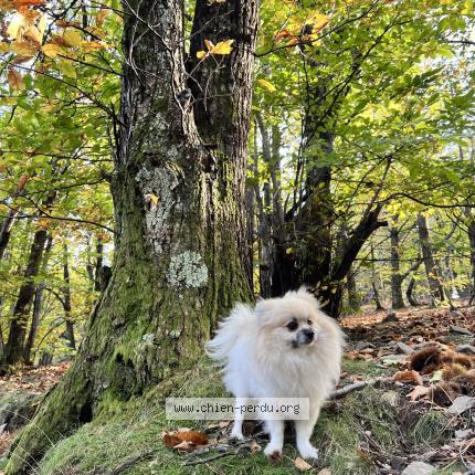 Photo 1/1 Chien retrouvé Perdu à Lansargues