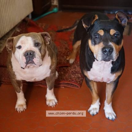 Photo 1/1 Chien retrouvé Perdu à Mougins