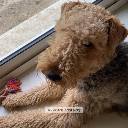 Photo 1/1 Chien retrouvé Perdu à Bray