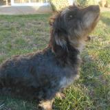 Photo de chien perdu à Buzancais