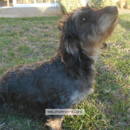 Photo de chien perdu à Buzancais