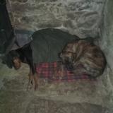 Photo de chien perdu à Pruines