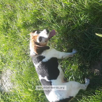 Photo 1/1 Chien retrouvé Perdu à Montelimar