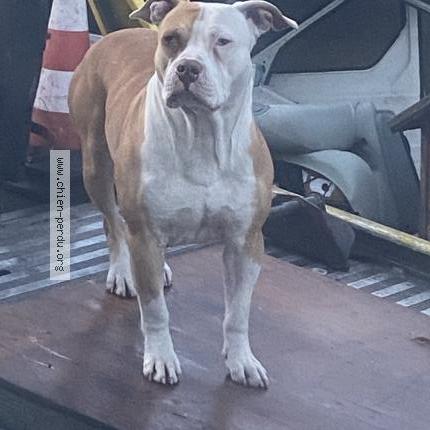 Photo 1/2 Chien retrouvé Perdu à Le blanc mesnil