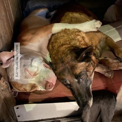 Photo 2/2 Chien retrouvé Perdu à Le blanc mesnil