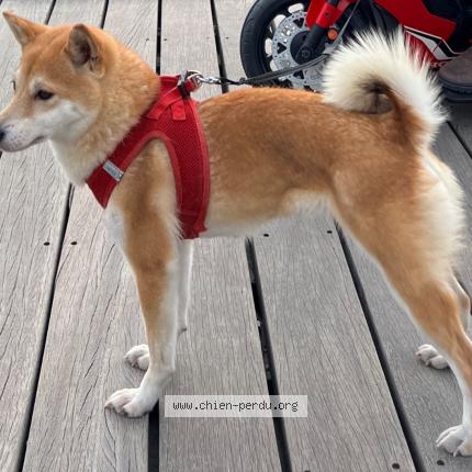 Photo 1/2 Chien retrouvé Perdu à Nice